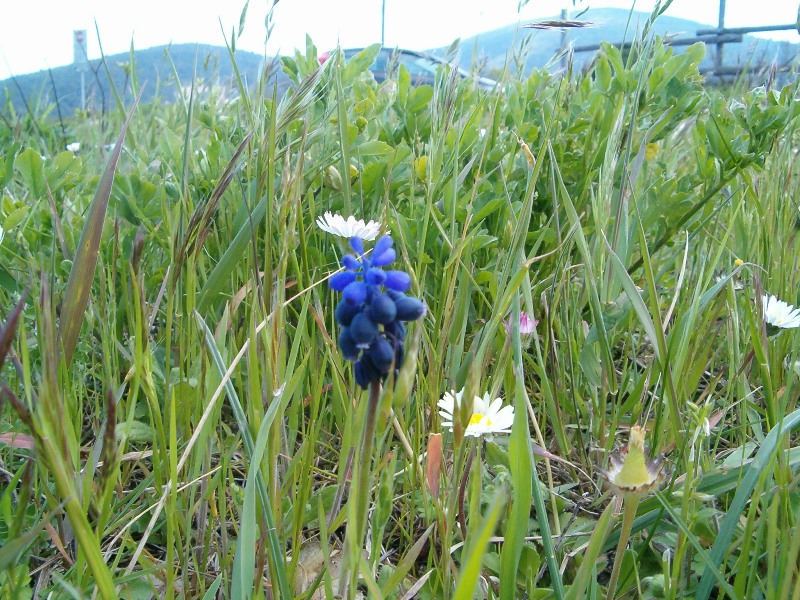 Altro muscari